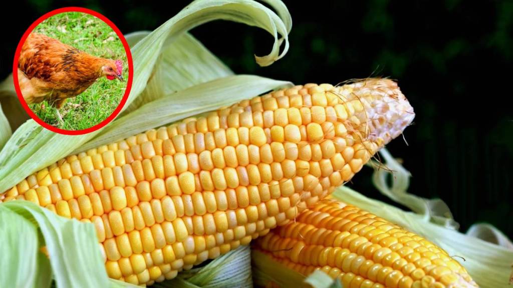 corn, Scarcity, Poultry Business,