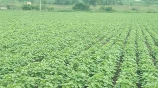 urad, soybean, Solapur, rain, Kharif,