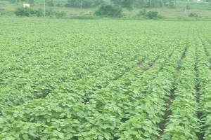 urad, soybean, Solapur, rain, Kharif,