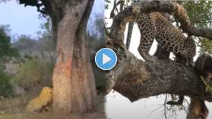 A leopard is trying to climb a tree by catching hyena in mouth