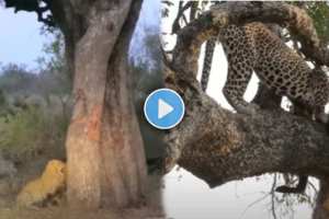 A leopard is trying to climb a tree by catching hyena in mouth