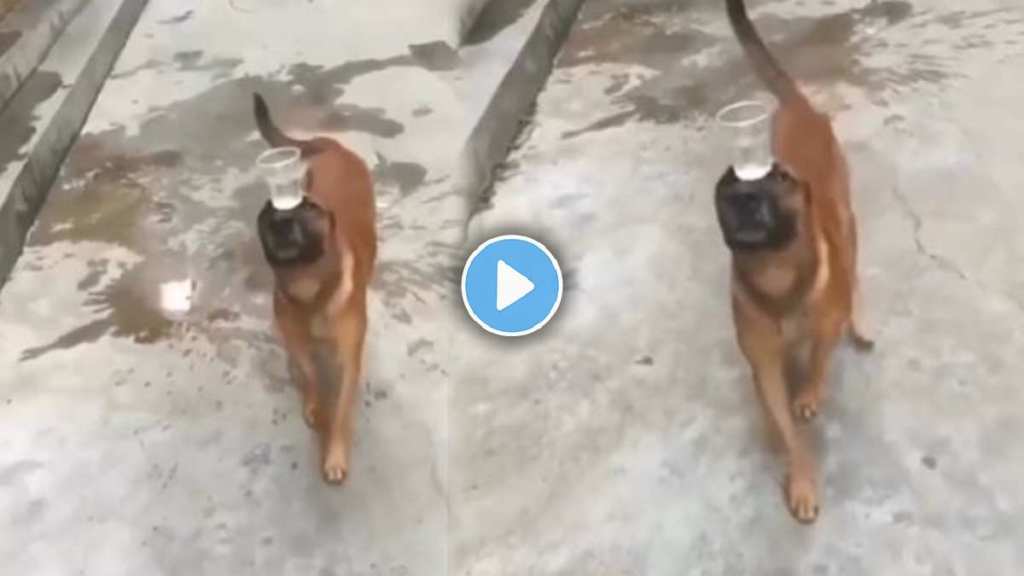 Dog copied Bobby Deol's style