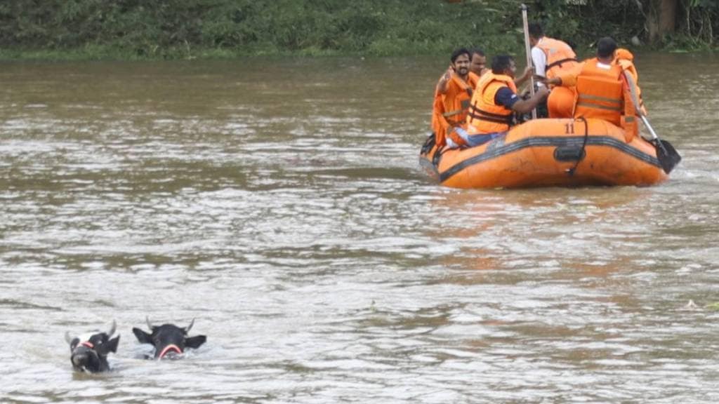 Indrayani, cows, rescue, Pimpri,