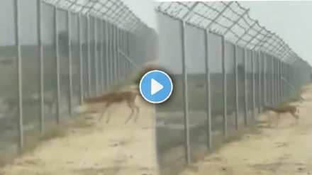 Deer attack each other on India-Pakistan border Viral Video