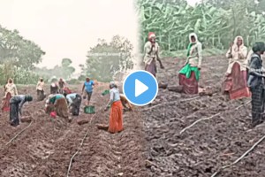 Farmer Viral Video farmers dancing in the rain beautiful video