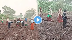 “हा आनंद जगात नाही” शेतात कष्ट करणाऱ्या शेतकऱ्यांना पावसानं मारली मिठी; पहिल्या पावसानंतरचा VIDEO एकदा पाहाच