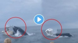 VIDEO: समुद्राच्या मधोमध थांबलेल्या बोटीवर देवमाशाचा हल्ला; एका क्षणात बोट उलटवली, पुढे जे झाले ते पाहून बसेल धक्का