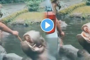 Shockig video: Man throws 'plastic bag' into hippo's mouth at safari park