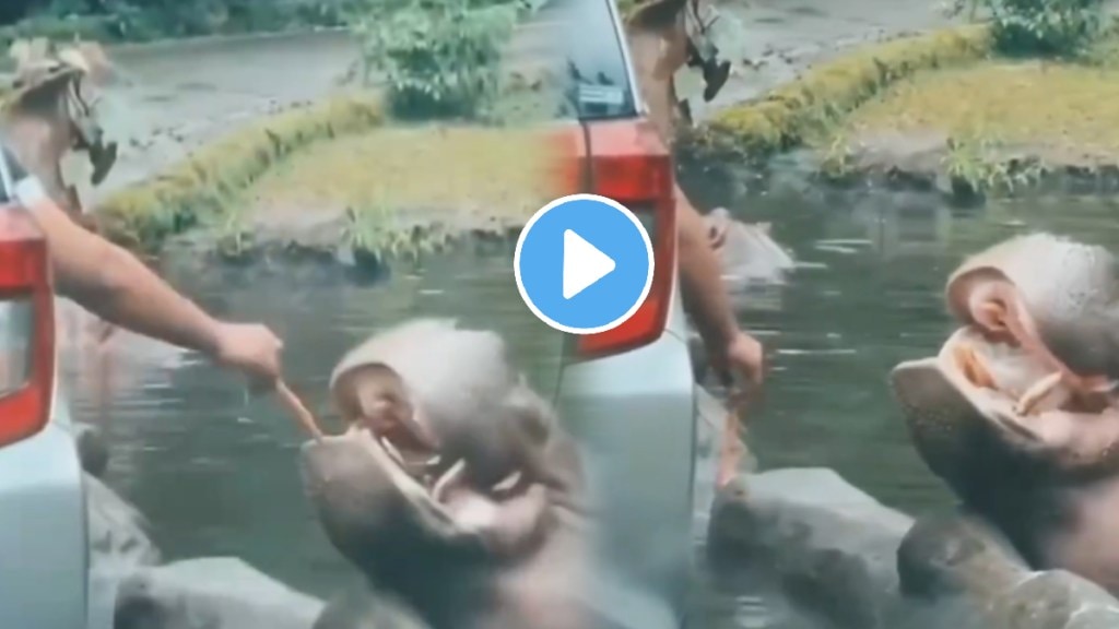 Shockig video: Man throws 'plastic bag' into hippo's mouth at safari park