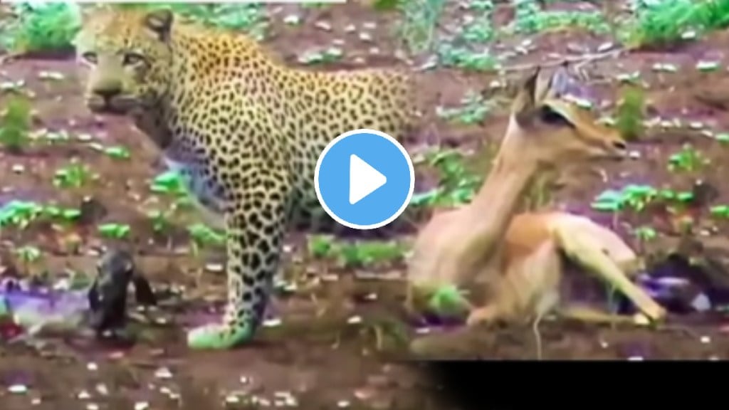 leopard attacks deers just born baby shocking video goes viral