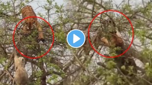 Tiger Vs Monkey Tree Fight Video Viral