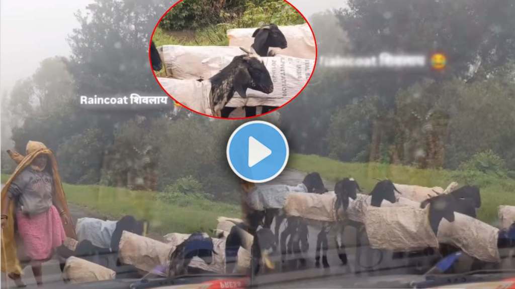 farmer raincoats dresses his goats in sacks to prevent them from getting drenched rain