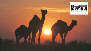 Rajasthan camel decline