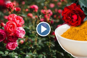 Rose flowers will grow fast turmeric water home remedy gardening tips video