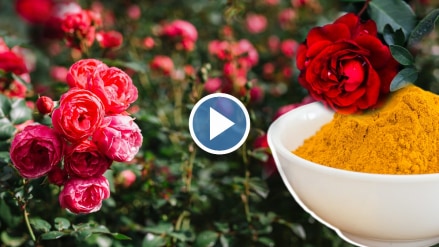 Rose flowers will grow fast turmeric water home remedy gardening tips video