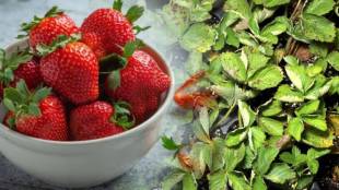 Benefits Of Strawberry Leaves
