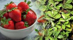 १०० रुपयांच्या स्ट्रॉबेरीच्या वाट्यातील एक एक रुपया करा वसूल; तज्ज्ञांनी सांगितलेला स्ट्रॉबेरीच्या पानांचा फायदा वाचा