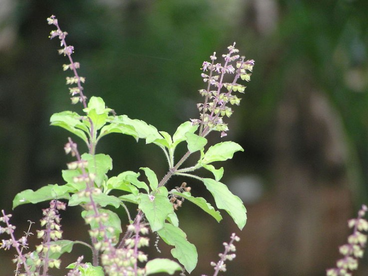 Tulsi Water Health Benefits