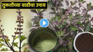 How to Grow Tulsi Plants Faster Video
