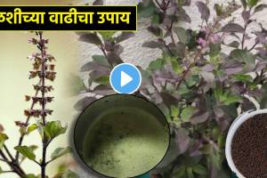 How to Grow Tulsi Plants Faster Video