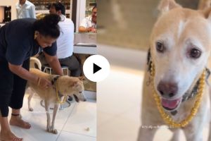 Mumbai woman gifted a gold chain of 2 and half lakh rupees for pet dog