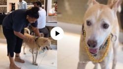 VIDEO : कुत्र्यासाठी केली चक्क अडीच लाखाची सोनसाखळी! मुंबईच्या महिलेने वाढदिवसाला दिली अनोखी भेट, पाहा व्हिडीओ