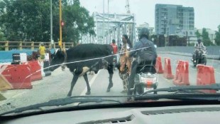 mumbai, Cows, Gokhale bridge,