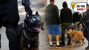 How do dogs track criminals?