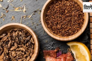 Why Singapore has approved insects for food