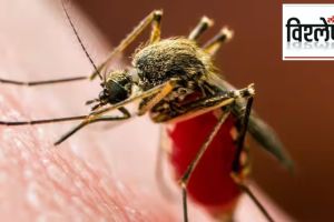 Zika virus cases rising in india