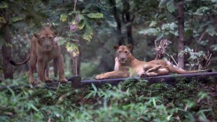 wild animals adoption scheme in sanjay gandhi national park