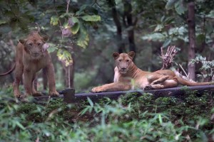 wild animals adoption scheme in sanjay gandhi national park
