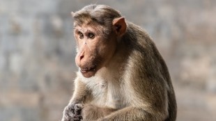 monkey attack, kolhapur, Student,