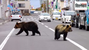 bear attacks in Japan is looking to ease laws around shooting bears