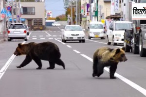 bear attacks in Japan is looking to ease laws around shooting bears