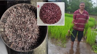 raigad alibag black and purple rice latest marathi news