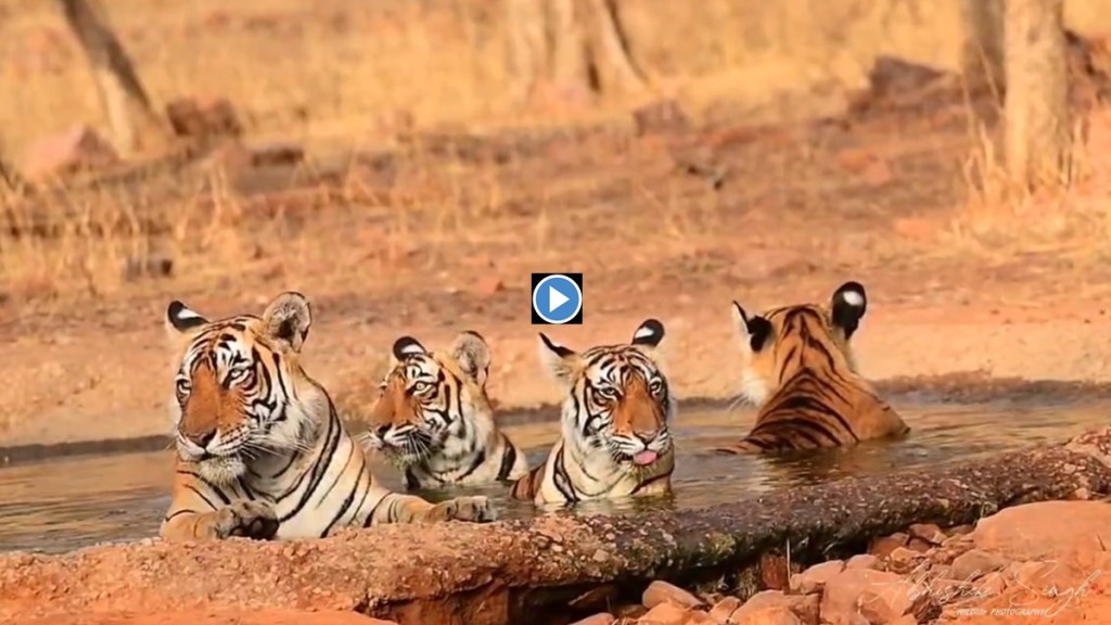 Ranthambore national park marathi news