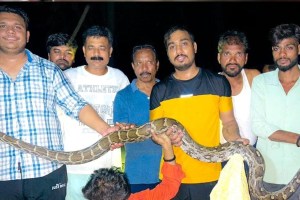 giant python climbed on electric pole wardha