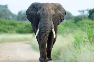 namibia will cull elephant