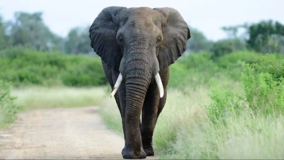 namibia will cull elephant