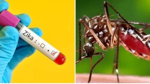 zika virus marathi news