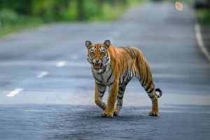 Tiger calf found dead in Shiwar Dongargaon farm near Mula taluka and Savli