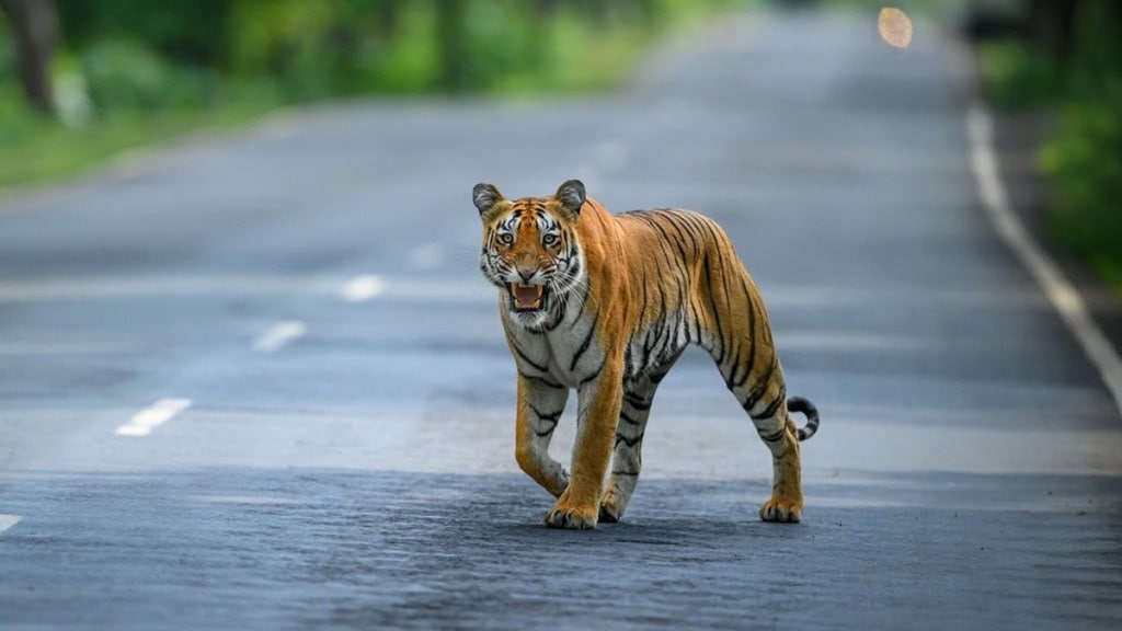 Tiger calf found dead in Shiwar Dongargaon farm near Mula taluka and Savli