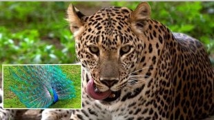 leopard died while hunting a peacock