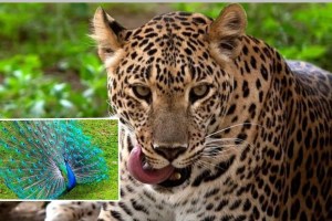 leopard died while hunting a peacock