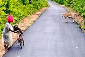 tiger in front of farmer marathi news