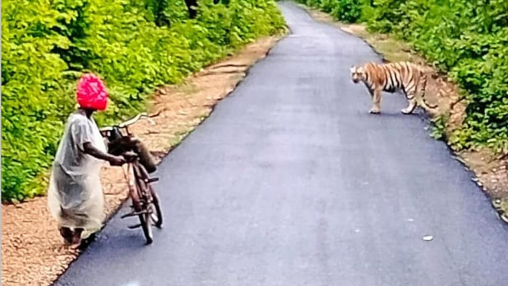 tiger in front of farmer marathi news