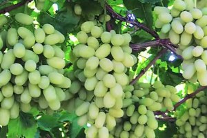 Maharashtra grapes marathi news