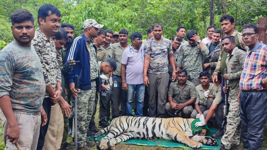 Chandrapur tiger caged