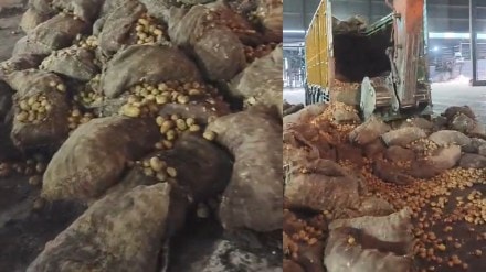 navi Mumbai potatoes thrown into garbage